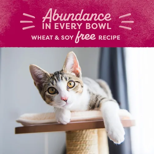 Miniatura 10 de Natural Balance Alimento ultra seco original para gatos, receta de harina de pollo y salmón, salud de todo el cuerpo para gatitos a gatos adultos, 6