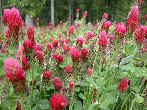 Miniatura 7 de TomorrowSeeds - Crimson Clover Seeds - 1 Pound - for 2025 Planting USA Garden Flower Italian Blood Red Clovers Winter Annual Cover Crop Non-GMO