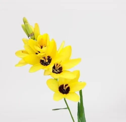 Miniatura 3 de Votaniki Bombillas mezcladas de lirio de maíz africano, de larga floración y fácil de cultivar, bombillas mixtas Ixia para plantar, flor de lirio