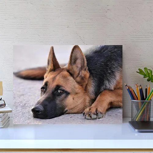 Miniatura 3 de Kits de pintura de diamantes 5D para adultos, taladro completo, perro, pastor alemán por números, kits de bordado de diamantes de imitación, regalos