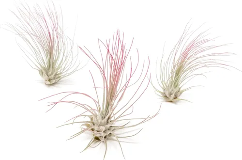 Plantas de aire Tillandsia coloridas fucsias, plantas de interior de Tillandsia de larga duración mejoradas con color vivo – Decoración para el