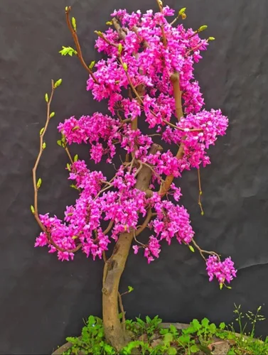 Miniatura 3 de 50 semillas de árbol Redbud Arbusto Cercis o Bonsái Rosa Púrpura Flor Semillas Raras