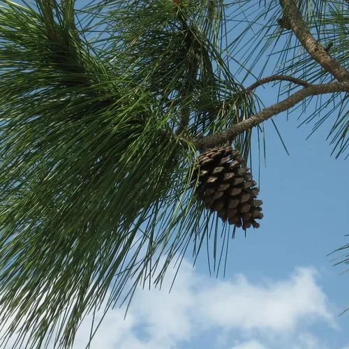 Miniatura 5 de Pinus palustris (pino de hoja larga) Semillas de árbol, árbol de hoja perenne de larga vida, semillas de MySeeds.Co, elige la cantidad (1 oz)