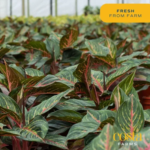 Miniatura 8 de Costa Farms Planta viva de hoja perenne china, Aglaonema, planta de interior de poca luz de fácil cuidado en maceta de vivero, maceta en mezcla