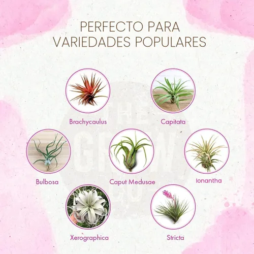 Miniatura 2 de Alimento orgánico listo para rociar para plantas de aire - Niebla fertilizante para uso semanal - Mejor para Tillandsia viva, bromelias y otras