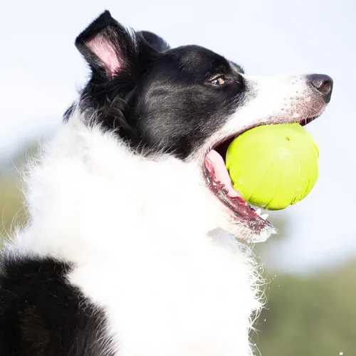 Miniatura 2 de Nerf Dog - Juguete de pelota de goma para perros con silbato, ligero, duradero y resistente al agua, diámetro de 4 pulgadas para razas medianas