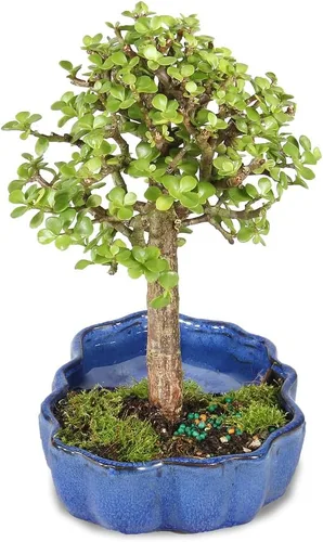 Miniatura 2 de Árbol de bonsái enano vivo de jade de Brussel's Bonsai, para interior - Pequeño, 3 años de edad, de 5 a 8 pulgadas de alto - Árbol de jade en maceta