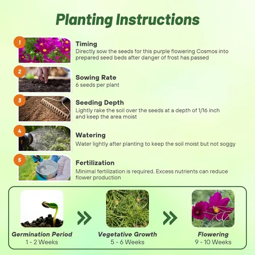 Miniatura 4 de Outsidepride Sonata Purple Cosmos Bipinnatus Seeds – 50 piezas anuales, fáciles de cultivar y tolerantes a la sequía, semillas de flores