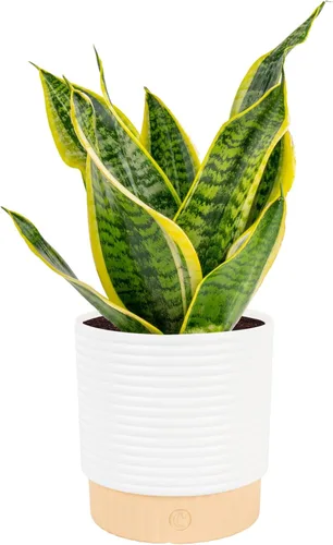 Miniatura 11 de Costa Farms - Planta de serpiente, Sansevieria, planta viva en maceta decorativa, fácil de mantener, suculenta purificadora de aire para interiores