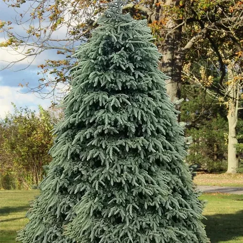 Miniatura 4 de Picea glauca densata (Black Hills Spruce) Semillas de árboles, forma simétrica, follaje denso, semillas de MySeeds.Co, eliges