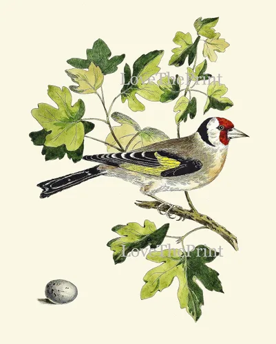 Miniatura 5 de LoveThePrint Beautfiul - Juego de 4 impresiones artísticas de pared de pájaros, bosque antiguo, al aire libre, naturaleza, ciencias naturales