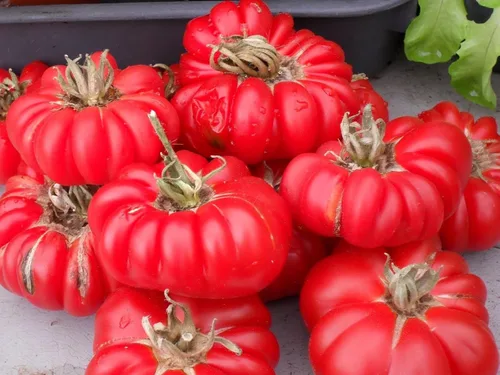 Tomate Costoluto Fiorentino - Antigua reliquia toscana-delicioso(10 - Semillas)