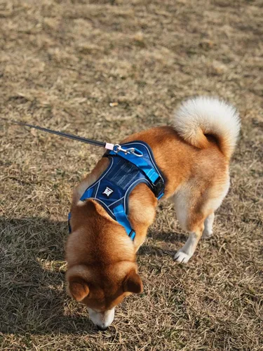 Miniatura 3 de Arnés para perro sin tirones, chaleco para mascotas, con 2 clips para correa, ajustable, reflectante, sin estrangulamiento, chaleco para perro