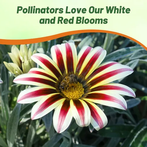 Miniatura 6 de Outsidepride Kiss White Frosty Flame Gazania Semillas para plantar, 25 piezas de semillas perennes, de bajo mantenimiento, tolerantes a la sequía