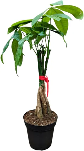 Planta de árbol de dinero vivo, Pachira Aquatica de interior, maceta de cultivo de 4 pulgadas, decoración de Feng Shui