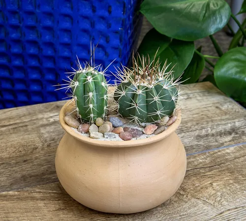 Miniatura 7 de Altman Plants, Surtido de plantas de cactus vivas (8 unidades), plantas suculentas vivas en mezcla de tierra de cactus, plantas de cactus vivas