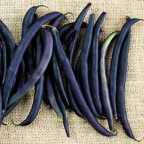 Semillas de frijoles – Purple Queen Bush – 1 libra ~ 1600 semillas – Phaseolus vulgaris – Semillas de vegetales de granja y jardín – Sin OMG,