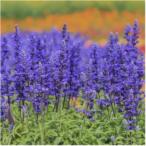Miniatura 4 de Everwilde Farms - 1000 semillas de flores silvestres de salvia azul - Paquete de semillas jumbo Gold Vault