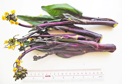 Miniatura 2 de TomorrowSeeds - Semillas de Hon Tsai Tai de Yu Choy Sum Púrpura - Más de 500 unidades - para siembra 2025 Hong Caitai de Flor Roja China Repollo