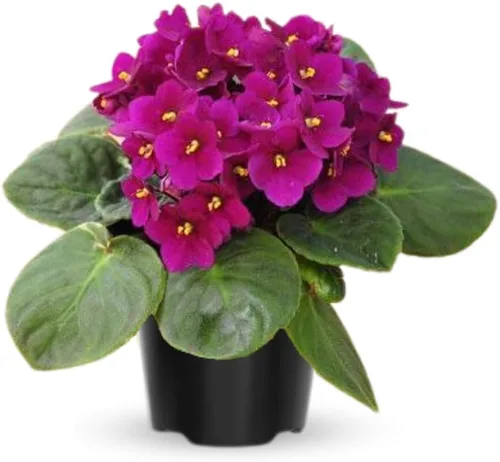 Miniatura 5 de Violetas africanas vivas, plantas de violeta africana, plantas vivas de interior, 4 en maceta, de 4 a 6 pulgadas de largo (rosa)