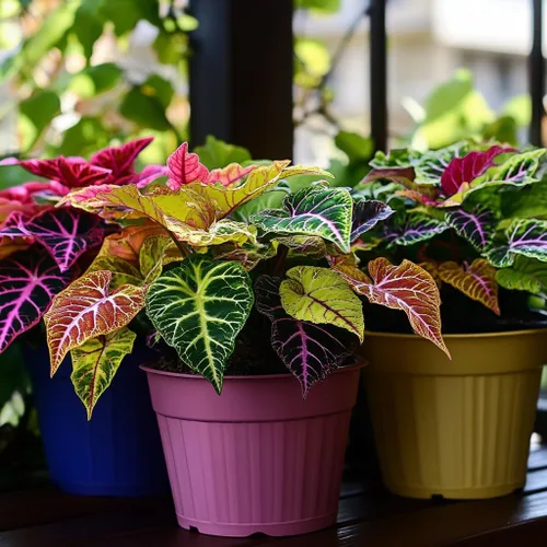 100 piezas de semillas de Coleus Rainbow Dragon para plantar, follaje vibrante, fácil de cultivar, planta perenne de sombra para jardín y macetas