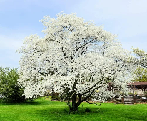 Plántulas de árbol de cornejo con flores blancas para plantar | Plántula de árbol vivo (1 árbol) | No Ship to California
