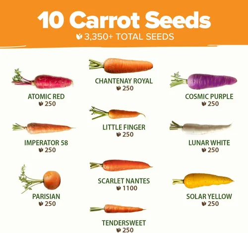 Miniatura 3 de HOME GROWN Semillas de zanahoria arcoíris 10 variadas 3350+ semillas tradicionales sin OMG para plantar, alta germinación, verduras de raíz gourmet