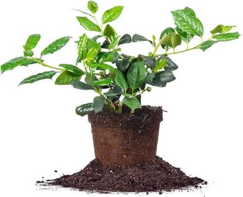 PERFECT PLANTS Nellie Stevens Holly - Maceta de 1 galón | Privacidad de rápido crecimiento | Follaje verde brillante fácil de mantener