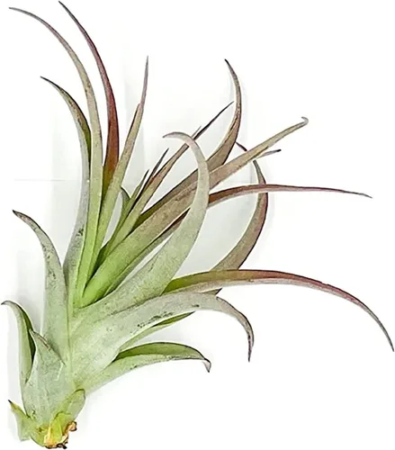 Miniatura 57 de ragnaroc Planta de Aire Viva – Tillandsia Capiput, Jumbo 6-9” - 2 unidades - Llegada Viva Garantizada - Plantas de Casa para Decoración del Hogar