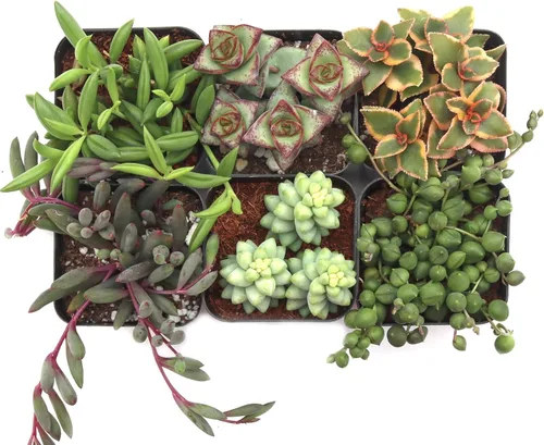 Miniatura 2 de Mountain Crest Gardens Paquete de Suculentas Colgantes y de Hilo - 6 Plantas Vivas en Macetas de 2 Pulgadas - Suculentas Reales para Macetas