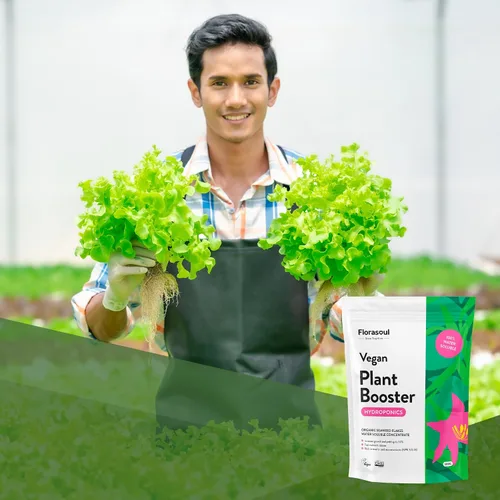 Miniatura 7 de Florasoul® Fertilizante orgánico de algas marinas en polvo, nutrientes hidropónicos inodoros (1.1 libras por 100 galones), solución súper Hydro