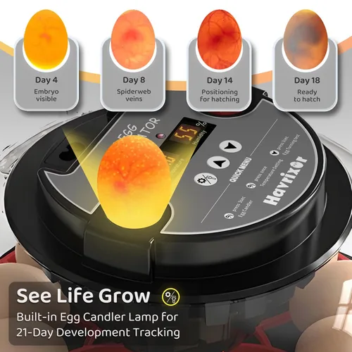 Miniatura 2 de Incubadora de 12 huevos para incubar huevos con giro de huevos completamente automático, control de humedad por botellas, incubadoras para pollo