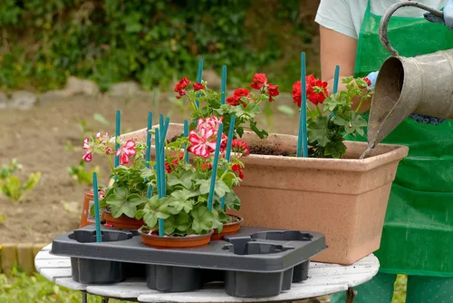 Miniatura 6 de HAINANSTRY - Estacas de madera para plantas de jardín, palos de bambú verde, estacas resistentes de soporte para plantas florales de madera