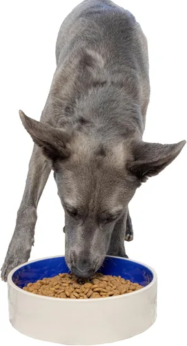 Miniatura 11 de Plato de cerámica para perro, gris