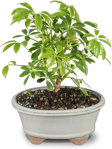 Miniatura 12 de Brussel's Bonsai Árbol Bonsái Hawaiano Umbrella Vivo - Mediano, 5 Años, 6 a 10 Pulgadas - Árbol Bonsái de Interior con Maceta de Agua para Bonsái