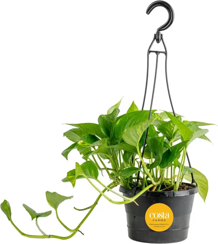Miniatura 19 de Costa Farms - Planta de Potos