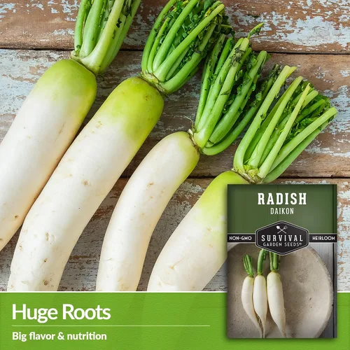 Miniatura 4 de Daikon Semillas de rábano para plantar, rábano blanco japonés tradicional con raíces largas y suaves para huertos domésticos, semillas de jardín