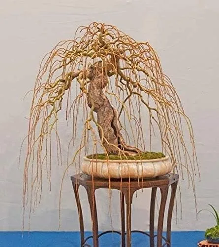 Rare Golden Curls Willow Tree Cutting - Planta de árbol vivo - Excelente espécimen de bonsái - Un corte de árbol de garra de dragón dorado - Sauce