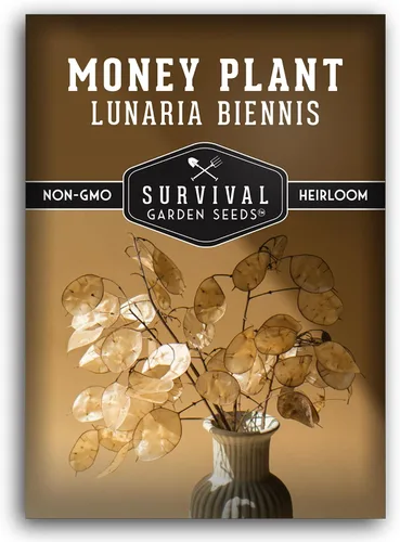 Survival Garden Seeds Semillas de plantas de dinero para plantar, 1 paquete con instrucciones para cultivar Lunaria Annua en el jardín de tu casa,