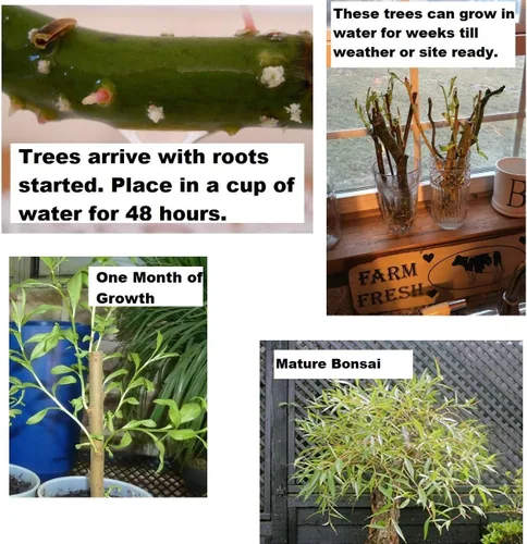 Miniatura 2 de Árbol de sauce bonsái – Corte de tronco grande y grueso – Toldo naturalmente redondo y simétrico – Planta de árbol bonsái vivo para interiores