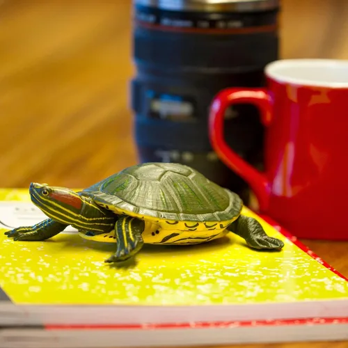 Miniatura 6 de Increíble criatura tortuga deslizante de orejas rojas