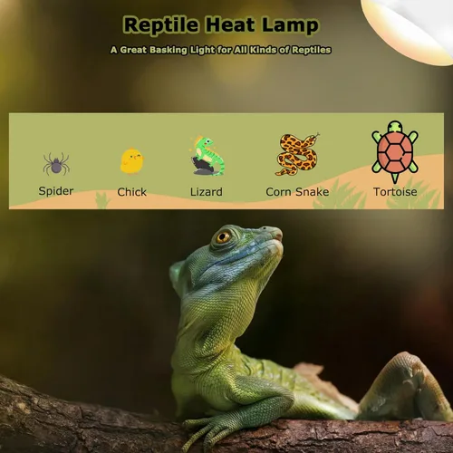 Miniatura 7 de Bombillas de lámpara de calor de reptiles de 60 W, luz de punto de calentamiento UVA de 2.5 pulgadas para dragón barbudo, lagarto, tortuga, pollitos