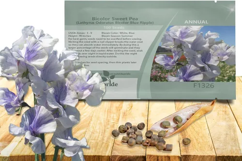 Outsidepride Semillas de guisantes dulces bicolor Blue Ripple – 100 piezas anuales, fáciles de cultivar, semillas de vid para plantar flores