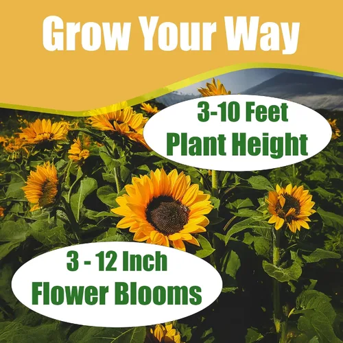 Miniatura 4 de Park Seed Semillas de girasol de oso de peluche gigante, flores dobles esponjosas de 8 pulgadas, variedad de primavera fácil de cultivar, ideal