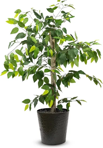 LCG Florals Árbol de ficus de 4 pies en maceta de metal negro con tronco de madera real, plantas de imitación para interiores y exteriores, para