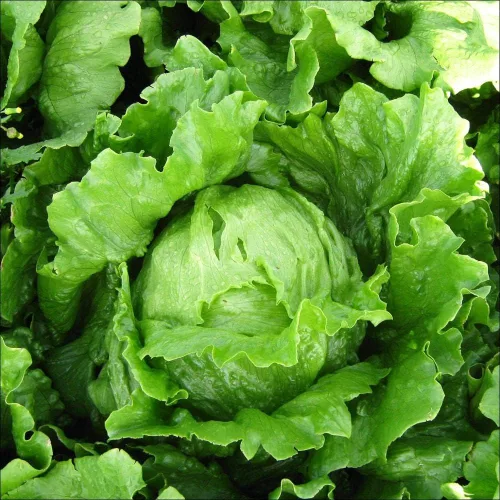 Miniatura 4 de Semillas Iceberg Lechuga Verde Crisphead Buttercrunch No GMO Heirloom