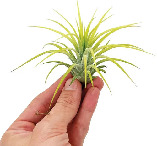 Miniatura 2 de ragnaroc Plantas de aire – Druida Tillandsia Ionantha, Regular 2-3 pulgadas – 3 ct – Llegada viva garantizada – Plantas de interior para decoración