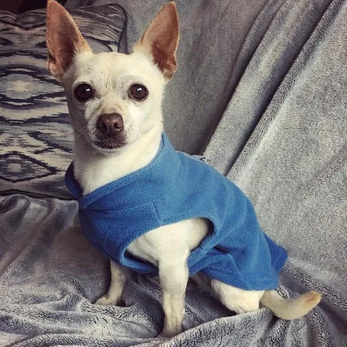 Miniatura 3 de Gooby Chaleco de Forro Polar Suéter para Perro - Azul, X-Large - Chaqueta Pullover Cálida de Forro Polar con Anilla en O para Correa para Perros