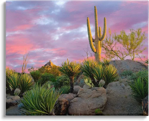 Stupell Industries Lienzo decorativo para pared, diseño de plantas de cactus áridos con salida del sol rosa, diseño de Dennis Frates