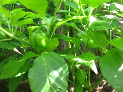Miniatura 4 de Pimiento Dulce "Aji Dulce # 2"-(10 Semillas)Herencia Venezolana,Dulce, Sabroso -Raro